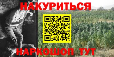 сатива Гай