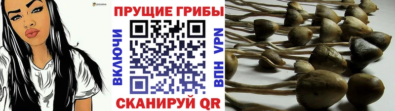 Галлюциногенные грибы прущие грибы  Миллерово 